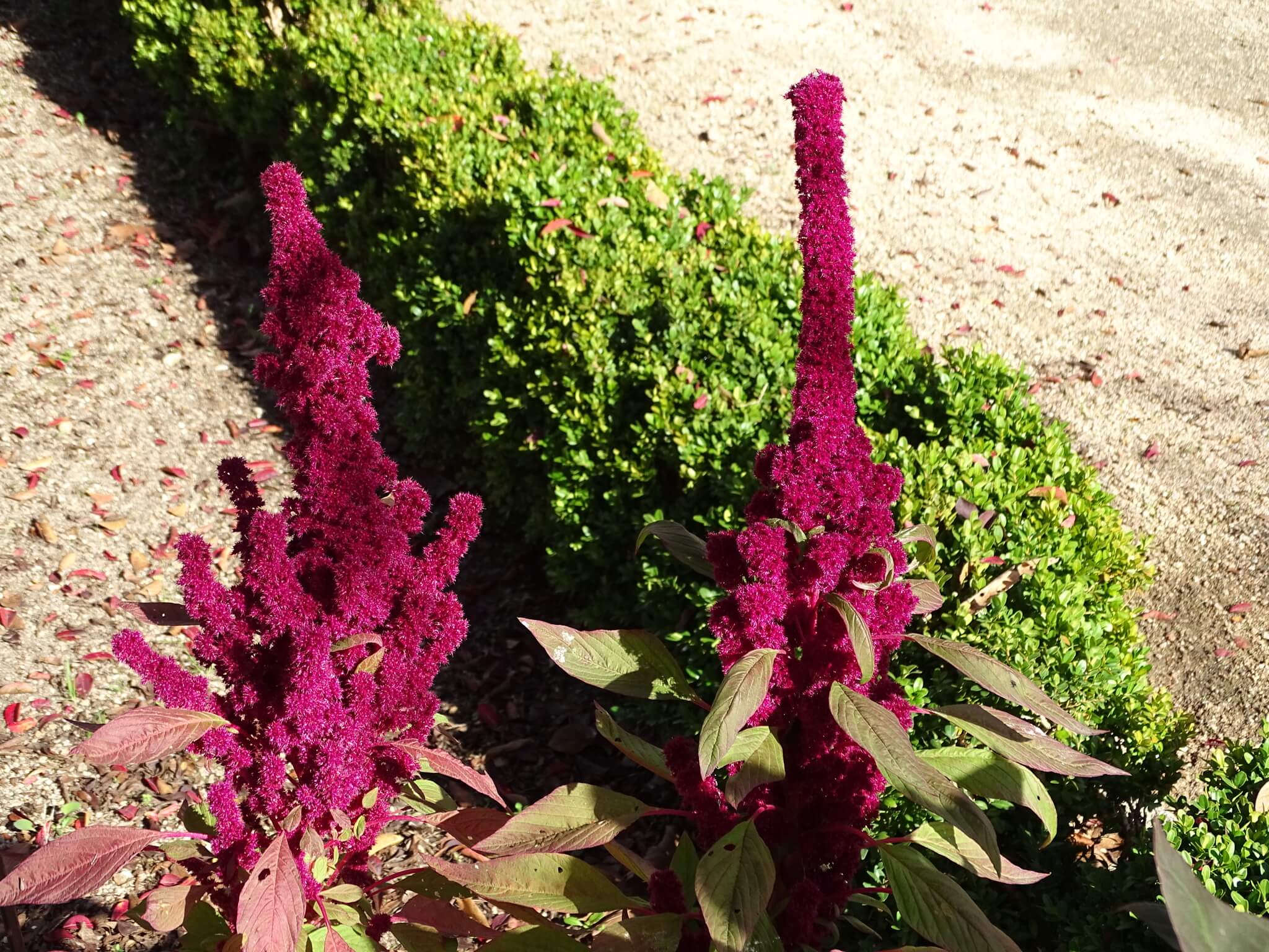 Amaranthus cruentus
